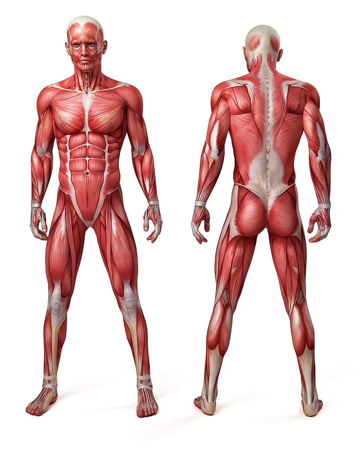 Home 12 male muscular system sebastian kaulitzki