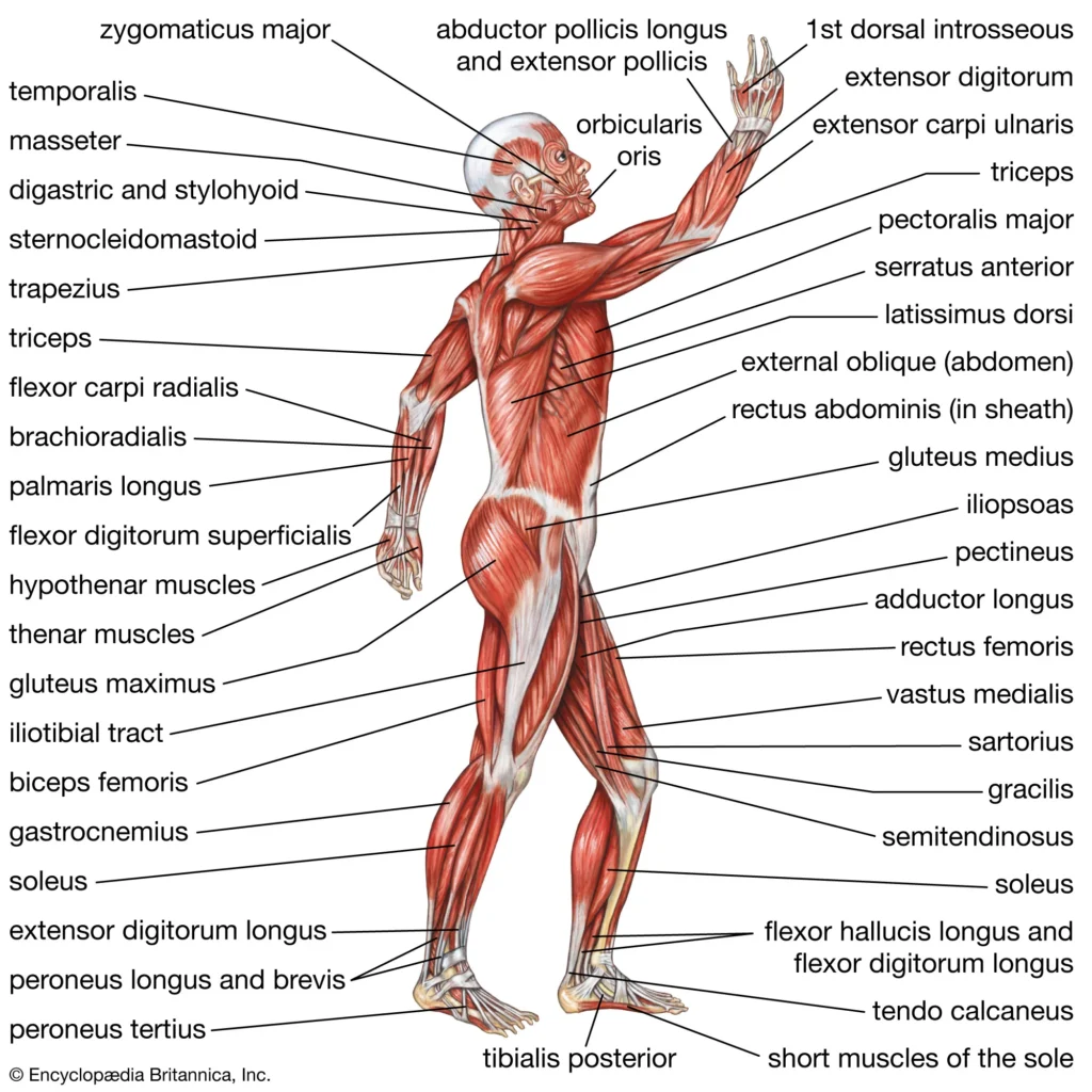 Home view human muscular system